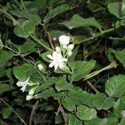 茉莉花 顏色|茉莉花（木樨科素馨属植物）